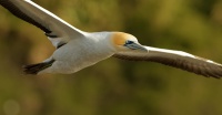Terej australsky - Sula serrator - Australian Gannet - takapu 9836